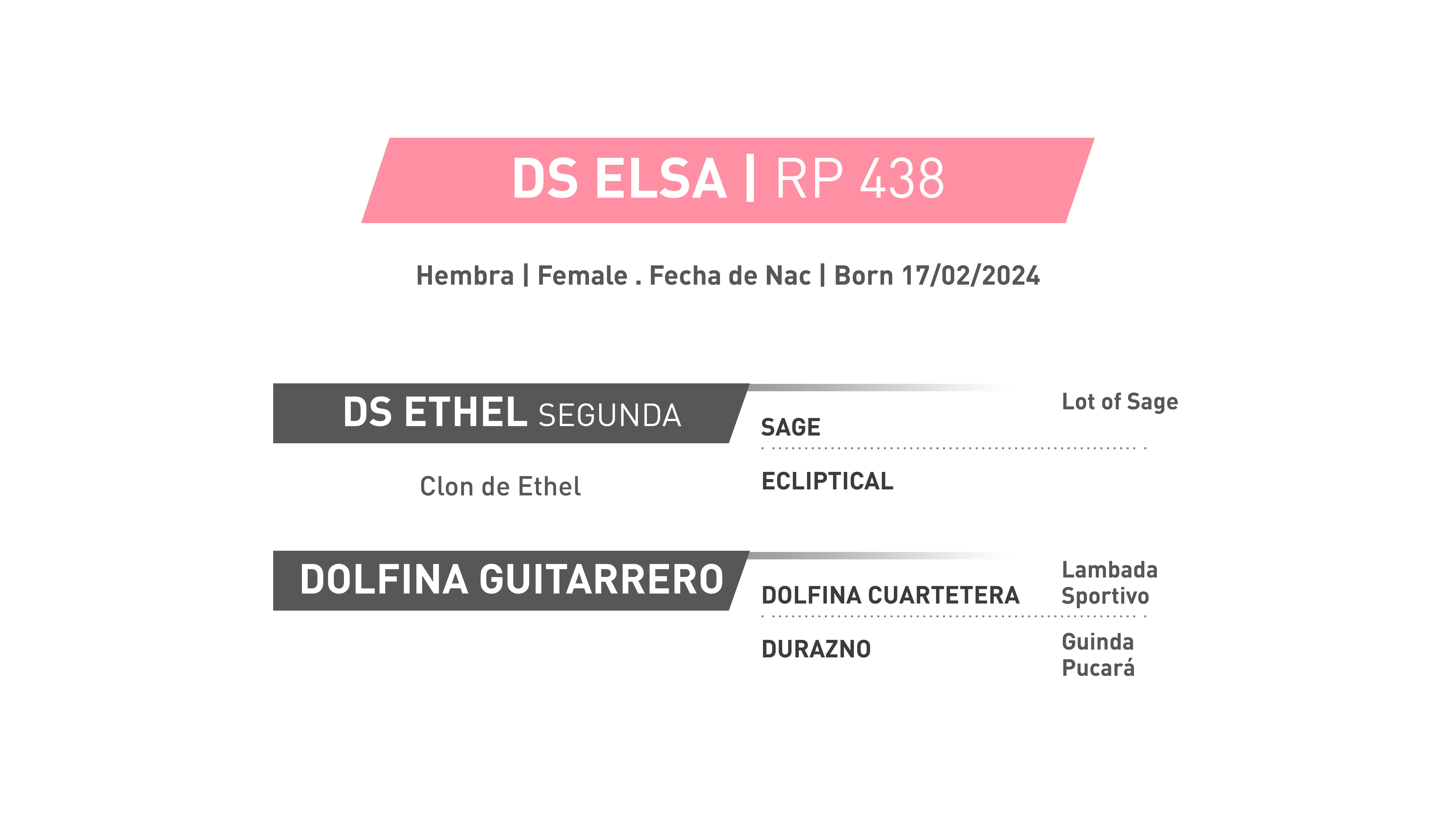 Pedigree RP 438 | DS ELSA